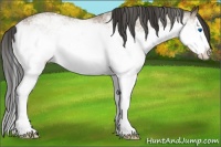 Horse Color:White Spotted Bay Sabino Splash