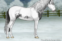 Horse Color:Gray Smoky Blue Roan Splash Tobiano Near Leopard 