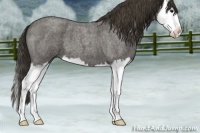 Horse Color:Smoky Blue Roan Splash