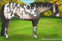 Horse Color:Blue Onyx Near Leopard 