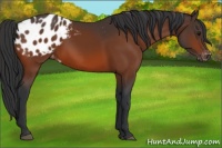 Horse Color:Brown Appaloosa 