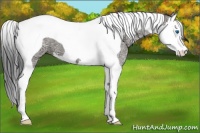 Horse Color:Grullo Ice Splash Tobiano 