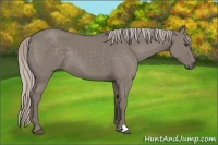Horse Color:Silver Grullo