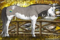 Horse Color:Grullo Roan Splash Appaloosa 