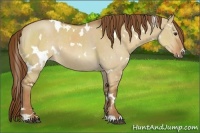 Horse Color:White Spotted Red Dun