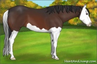 Horse Color:Brown Splash