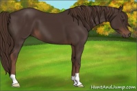 Horse Color:Liver Chestnut