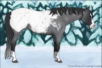 Horse Color:Blue Roan Splash Appaloosa 