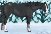 Horse Color:Black Splash Appaloosa 