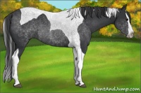 Horse Color:Black Splash Tobiano 