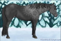 Horse Color:Black Appaloosa