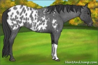 Horse Color:Blue Roan Appaloosa 