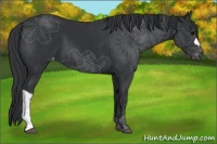 Horse Color:Black Appaloosa 