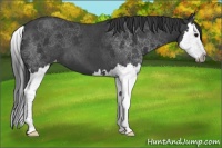 Horse Color:Black Splash Appaloosa