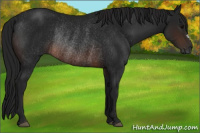 Horse Color:Gray Brown Rabicano