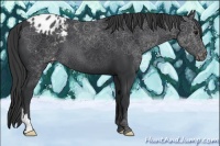 Horse Color:Black Appaloosa