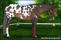 Horse Color:Liver Chestnut Mushroom Appaloosa 