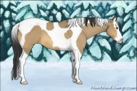 Horse Color:Buckskin Dun Splash Tobiano