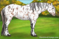 Horse Color:Brown Near Leopard and Chestnut Near Leopard
