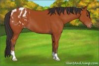 Horse Color:Bay Appaloosa 