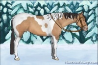 Horse Color:Amber Champagne Tobiano