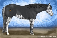 Horse Color:Black and Black Splash