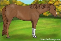 Horse Color:Chestnut 
