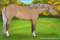 Horse Color:White Spotted Silver Bay Dun