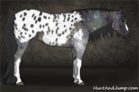 Horse Color:Midnight Brown Ice Appaloosa 