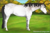 Horse Color:White Spotted Bay Roan