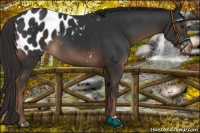 Horse Color:Liver Chestnut Appaloosa 