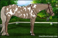 Horse Color:Liver Red Dun Appaloosa 