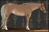 Horse Color:Chestnut Mushroom