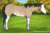 Horse Color:Bay Dun Splash 