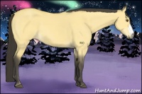 Horse Color:Buckskin Dun