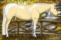 Horse Color:Palomino Dun Tobiano 