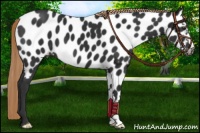 Horse Color:Liver Chestnut Near Leopard 