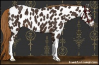 Horse Color:Liver Chestnut Appaloosa 