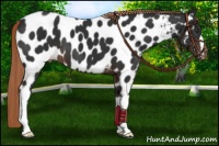 Horse Color:Liver Chestnut Appaloosa