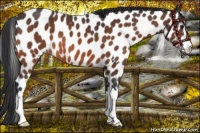 Horse Color:Bay Sabino Leopard 
