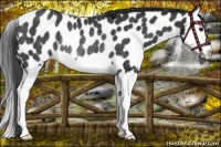Horse Color:Black Splash Near Leopard Rabicano 