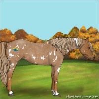 Horse Color:White Spotted Red Roan 