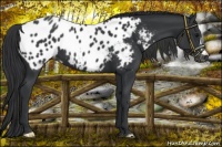 Horse Color:Black Appaloosa 