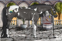 Horse Color:White Spotted Black Tobiano 