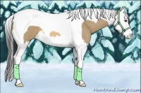 Horse Color:Buckskin Dun Splash Tobiano