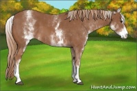 Horse Color:White Spotted Chestnut Sabino 
