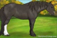 Horse Color:Smoky Black 
