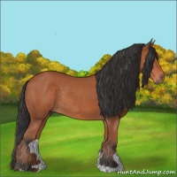 Horse Color:Bay Rabicano 