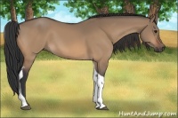 Horse Color:Bay Dun Tobiano 