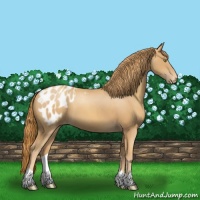Horse Color:Gold Champagne Appaloosa 